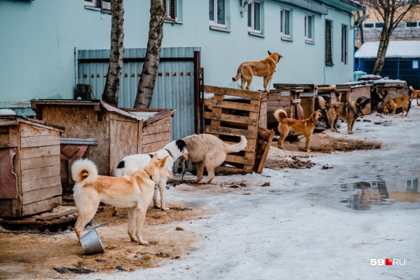 Отловленных с улиц собак везут в приют. Но, с одной стороны, он уже всех не вмещает, а с другой — есть вероятность, что агрессивных животных отлов не забирает Отловленных с улиц собак везут в приют. Но, с одной стороны, он уже всех не вмещает, а с другой — есть вероятность, что агрессивных животных отлов не забирает