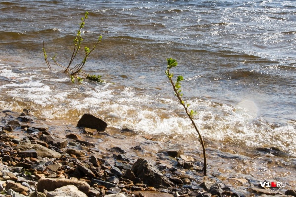 Очищенные стоки будут сбрасываться в Волгоградское водохранилище Очищенные стоки будут сбрасываться в Волгоградское водохранилище