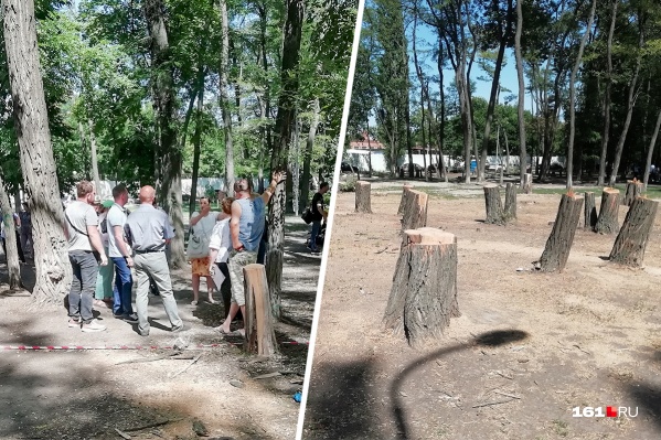 Вырубку «Осеннего» приостановили в прошлые выходные Вырубку «Осеннего» приостановили в прошлые выходные