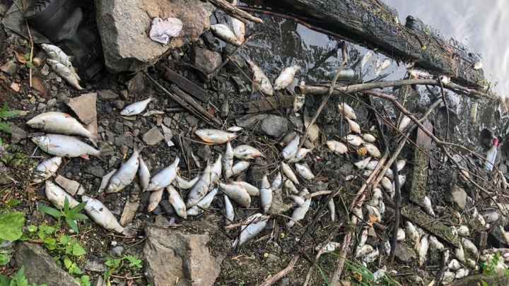 В Екатеринбурге начали расследовать причины массовой гибели рыбы на Исети