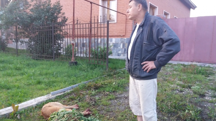 На Урале начнут судить пенсионера, который забил топором собаку на глазах у детей
