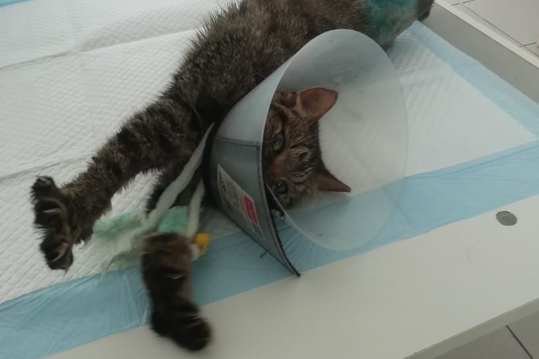 Котенок из Башкирии идет на поправку в реабилитационном центре в Екатеринбурге