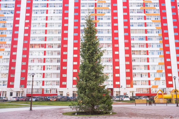 Небывалых размеров ель привезли в один из дворов Новосибирска