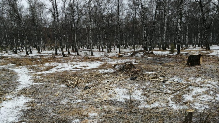 Безжалостная вырубка деревьев идет по Красноярску: три случая, возмутившие горожан