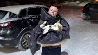 Снял куртку и завернул в неё собаку: ярославец спас сбитого на трассе пса