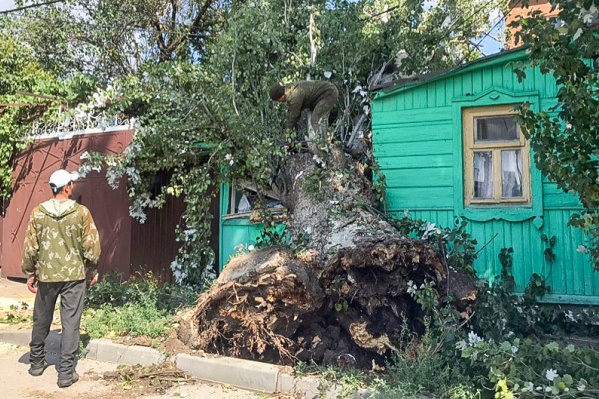 Старый тополь разрушил дом Старый тополь разрушил дом