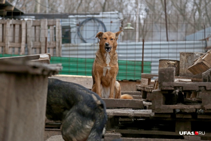 Уфа уже много лет нуждается в муниципальном приюте для животных