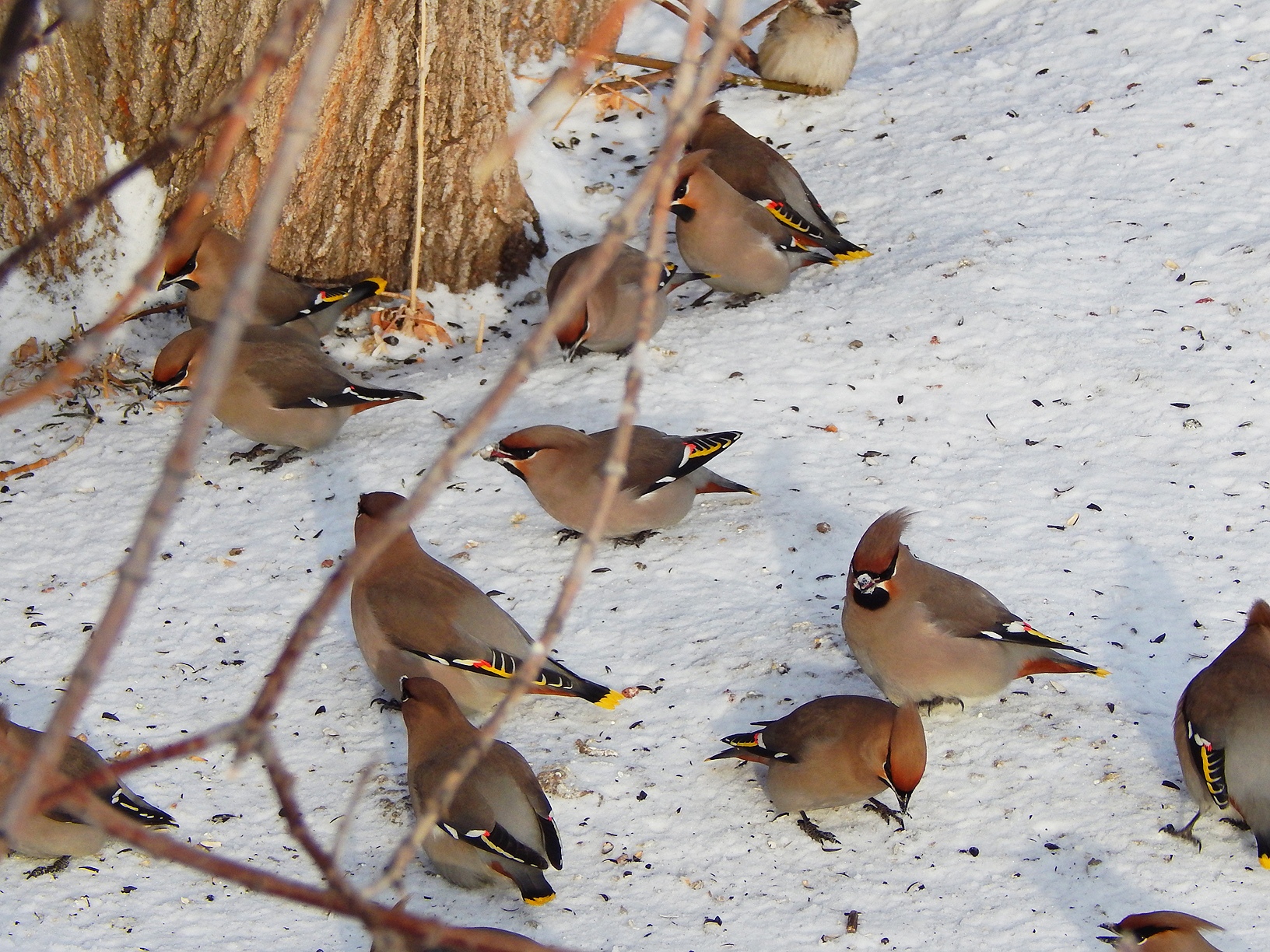Птицы зимой в москве