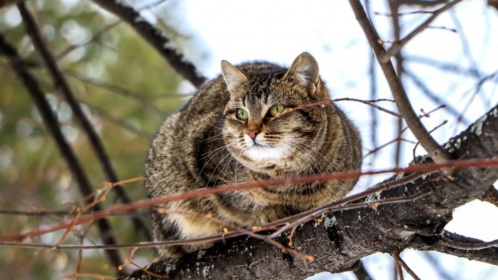 Мартовские коты. 12 мягких кадров с нижегородскими пушистиками, которые уверены, что весна наступила