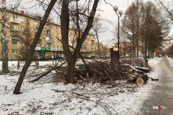 Жители Ленинского района заметили пеньки в сквере Первостроителей в минувшие выходные Жители Ленинского района заметили пеньки в сквере Первостроителей в минувшие выходные