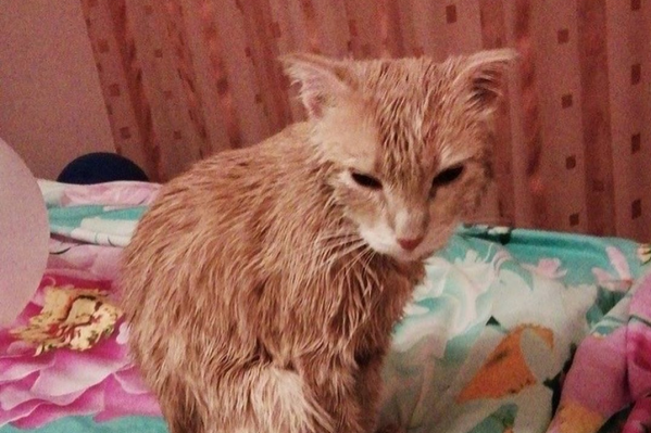 Кота отмыли от масла и отвезли ветеринарам Кота отмыли от масла и отвезли ветеринарам 