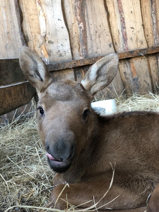 На Полтавщині внаслідок зіткнення автомобіля з лосем загинула жінка, - Нацполіція - Цензор.НЕТ 2805