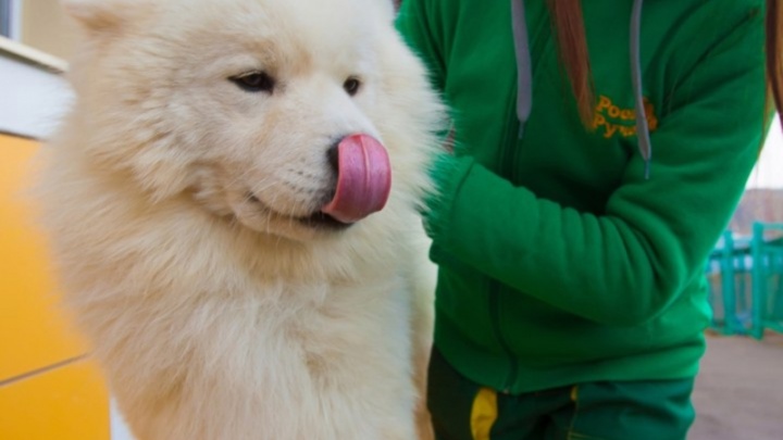 В зоопарке показали, как по 4 часа готовят к выставкам «звездных» собак-самоедов