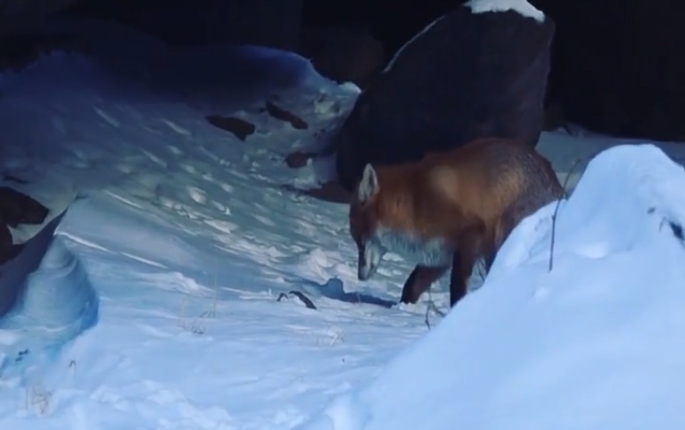 Заняла видео. Лиса съела человека Брянск. В объектив камеры попалась лиса которая воровала сало.