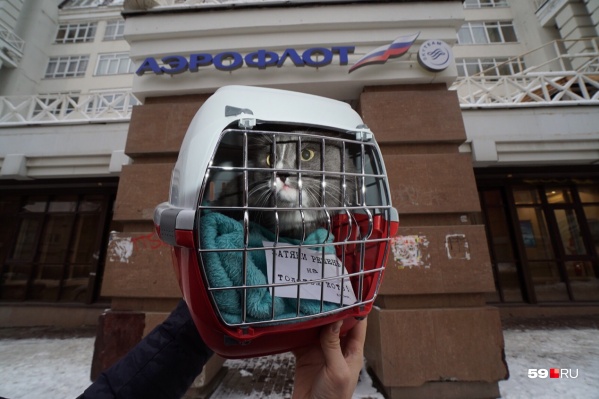 Кот провел одиночный пикет, выдержав полагающиеся для пикетирования 27 минут перед офисным зданием пермского «Аэрофлота» Кот провел одиночный пикет, выдержав полагающиеся для пикетирования 27 минут перед офисным зданием пермского «Аэрофлота»