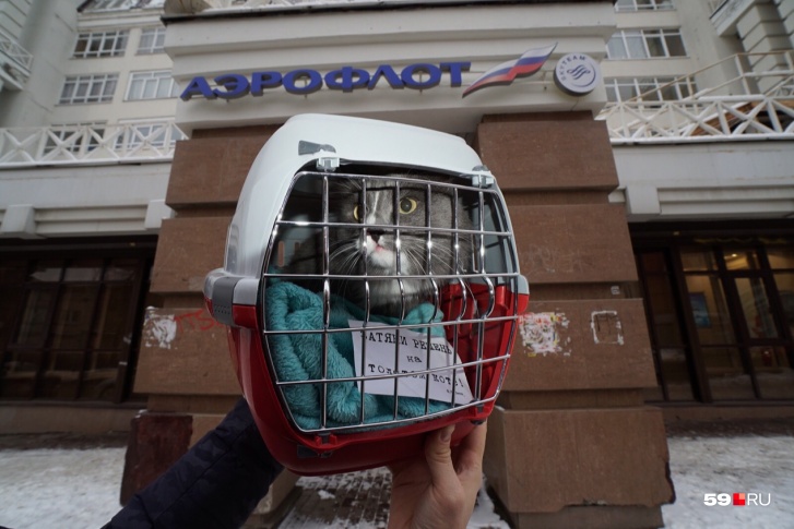Кот провел одиночный пикет, выдержав полагающиеся для пикетирования 27 минут перед офисным зданием пермского «Аэрофлота»