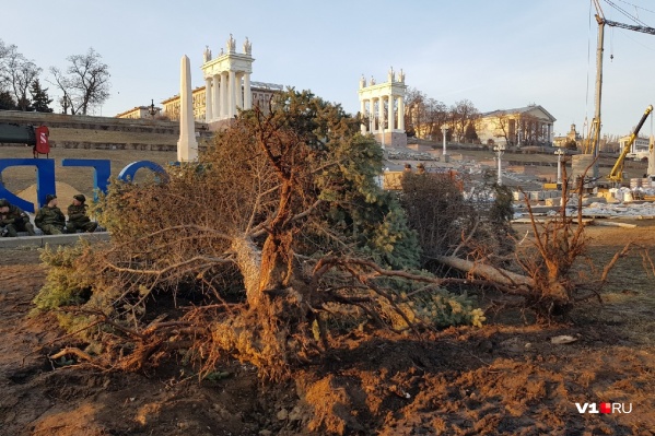 Важное условие, чтобы ели прижились — наличие метрового кома на корнях. Видите ком? И мы нет Важное условие, чтобы ели прижились — наличие метрового кома на корнях. Видите ком? И мы нет 