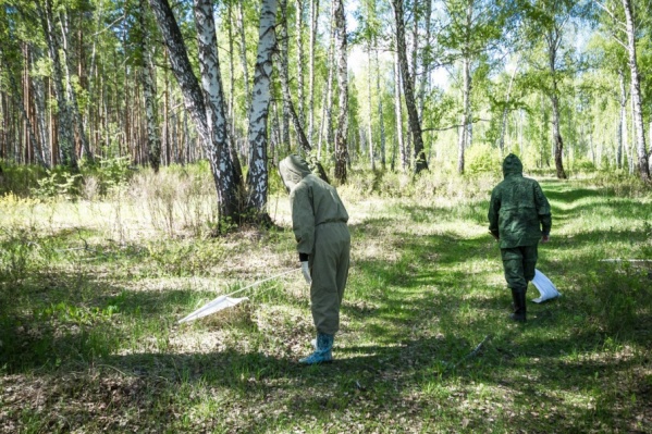 Жителей просят быть острожными при посещении леса Жителей просят быть острожными при посещении леса