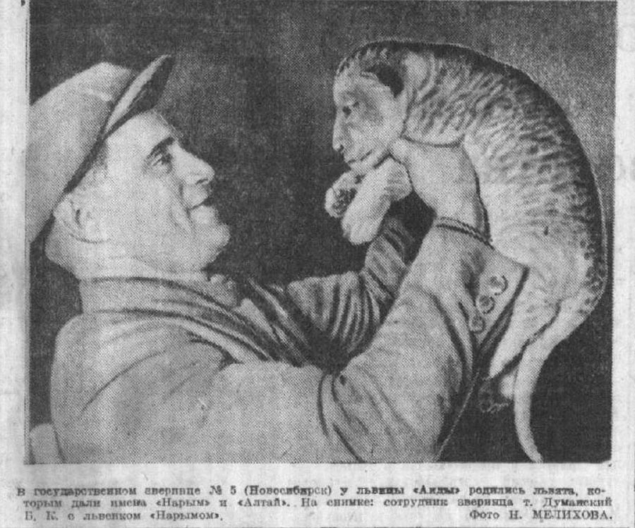 В Новосибирской прессе первый зоосад упоминается ещё в 1936 году — тогда он назывался Государственный зверинец <nobr class="_">№ 5,</nobr> работал на Ипподромском базаре и даже ездил на гастроли в Иркутск. В 1938 году у львицы Аиды родилась двойня, львят назвали Алтай и Нарым В Новосибирской прессе первый зоосад упоминается ещё в 1936 году — тогда он назывался Государственный зверинец <nobr class="_">№ 5,</nobr> работал на Ипподромском базаре и даже ездил на гастроли в Иркутск. В 1938 году у львицы Аиды родилась двойня, львят назвали Алтай и Нарым
