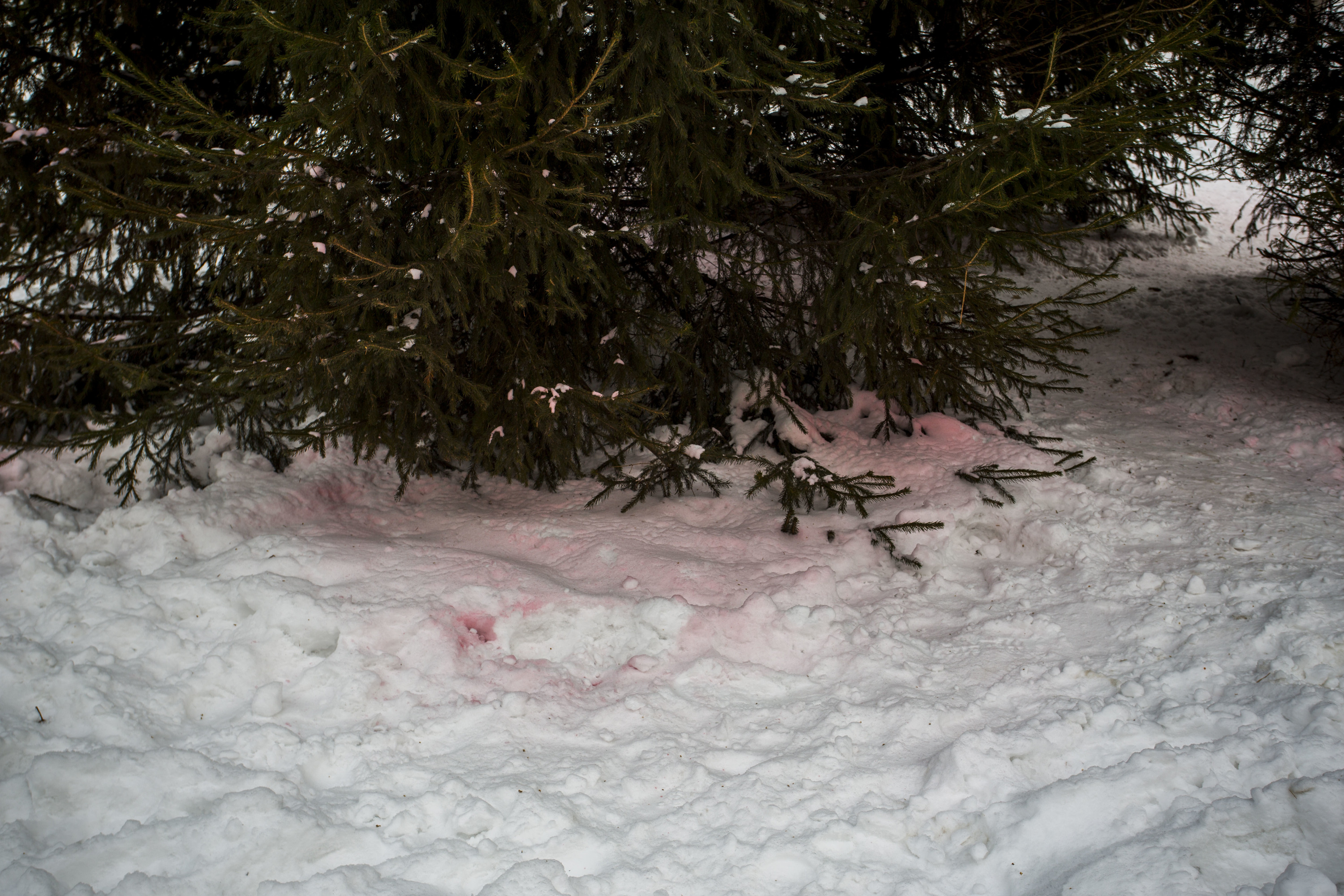 Выпал розовый снег. Розовый снег. Розовый снег отравление. Розовый снег догхантеры. Розовый снег в Павлодаре.