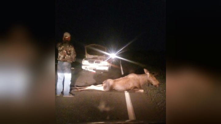 На трассе в Башкирии водитель «Волги» задавил лося