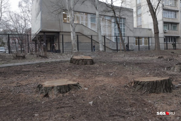 В парке появилось не менее десяти новых пеньков В парке появилось не менее десяти новых пеньков