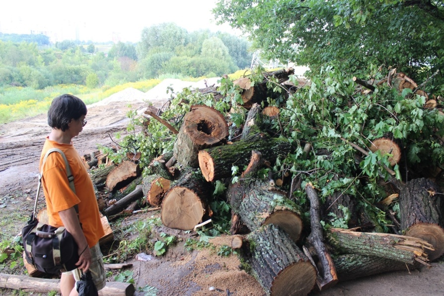 На Щёлоковском хуторе без разрешения вырублены деревья. Экологи бьют тревогу
