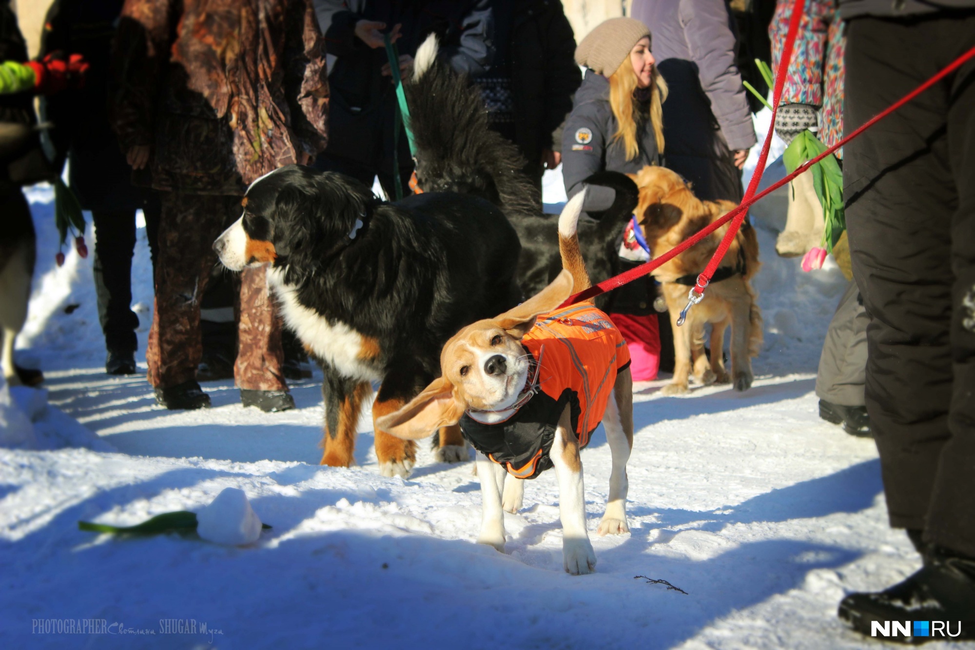 Как собаки спасали «пострадавших» в Большом Козино. 30 фотографий с кинологических соревнований