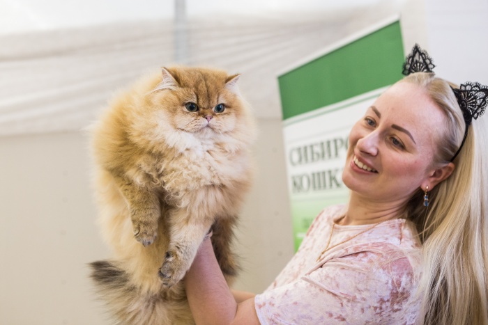Выставка «Золотая кошка Новосибирска» открылась сегодня, 10 ноября Выставка «Золотая кошка Новосибирска» открылась сегодня, 10 ноября