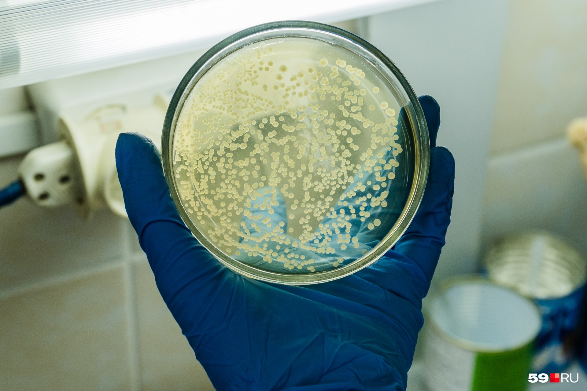 В чашке Петри микробиологи выращивают бактерии и изучают их рост и изменения