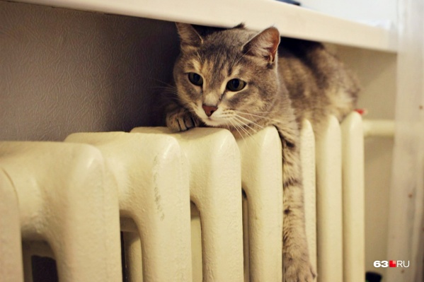 Пока что коты вынуждены ютиться на холодных батареях Пока что коты вынуждены ютиться на холодных батареях