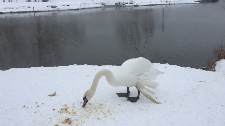 В Уфе на озере спасли одинокого раненого лебедя