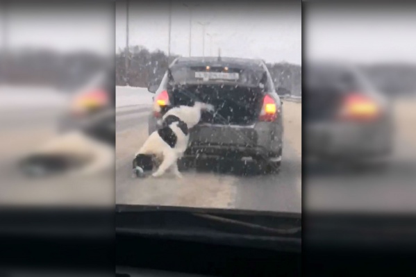 На видео видно, как крышка багажника приоткрывается и собака выпрыгивает наружу На видео видно, как крышка багажника приоткрывается и собака выпрыгивает наружу 