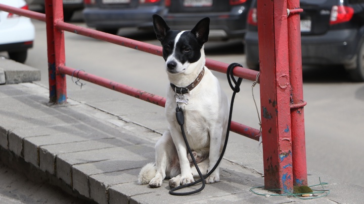 «И где нам гулять?» Нижегородцы просят создать площадку для выгула собак в центре города