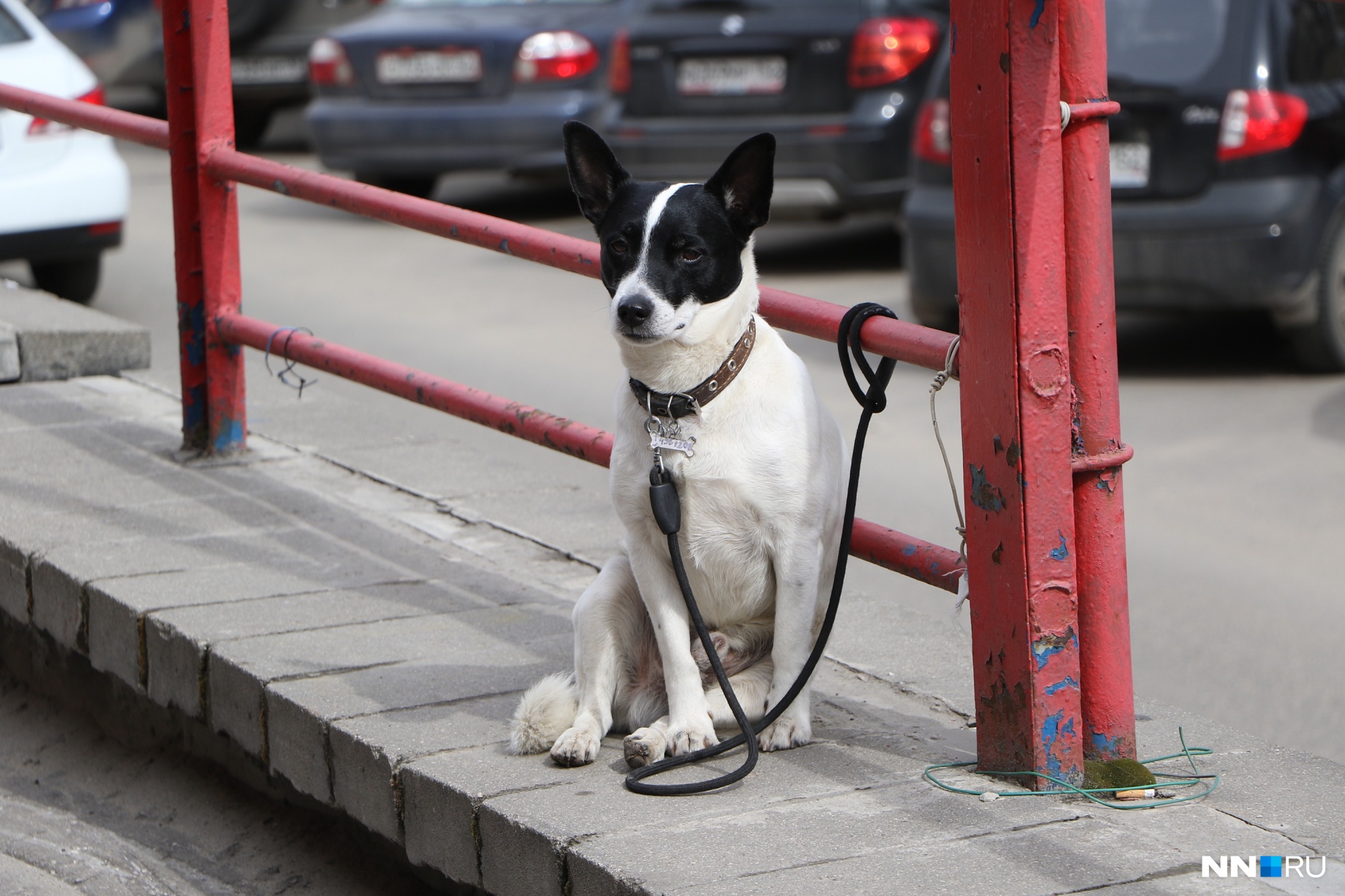 «И где нам гулять?» Нижегородцы просят создать площадку для выгула собак в центре города