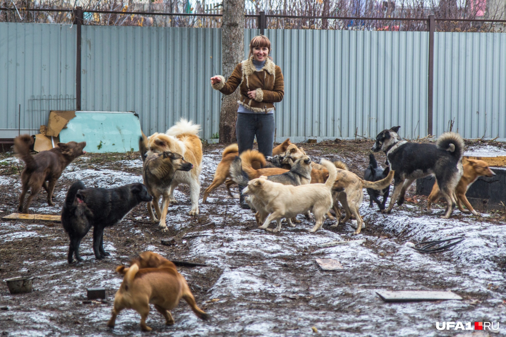 Приют уфа. Приют белый кот Уфа. Приют для животных кот и пес в Мирном. Собачий приют в Уфе. Мирный.Якутия.приют для собак.