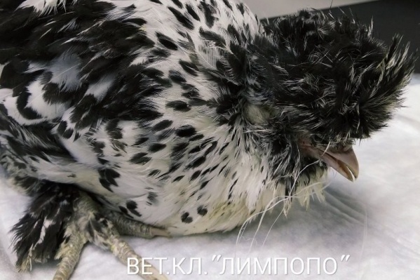 В затруднительную ситуация попала 3-месячная курочка павловской породы В затруднительную ситуация попала 3-месячная курочка павловской породы