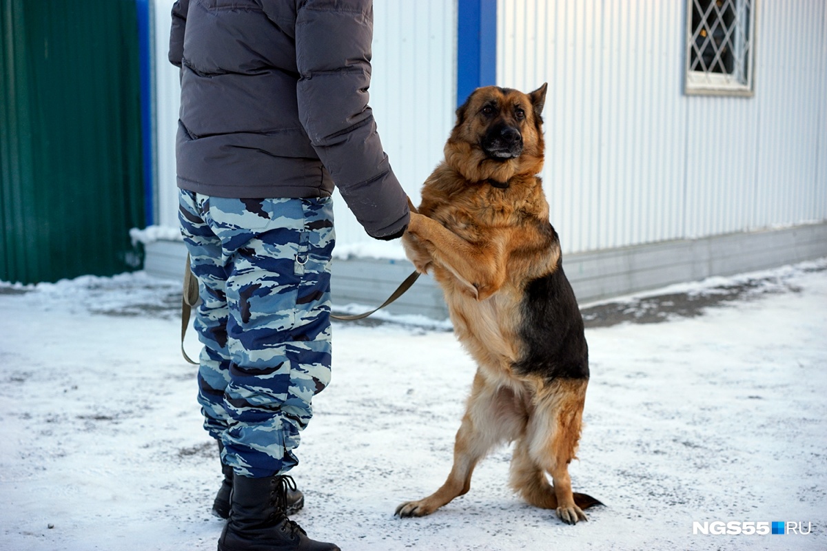 Собаки омск. Полицейские с собаками зимой. Полицейская собака питомник в Ростове на Дону. Сторожевая собака в полиции. Полицейские собаки в Хабаровске.