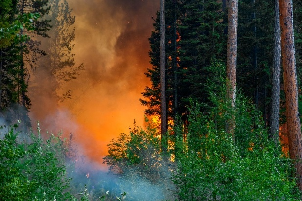Площадь лесных пожаров снизилась на 300 тысяч га