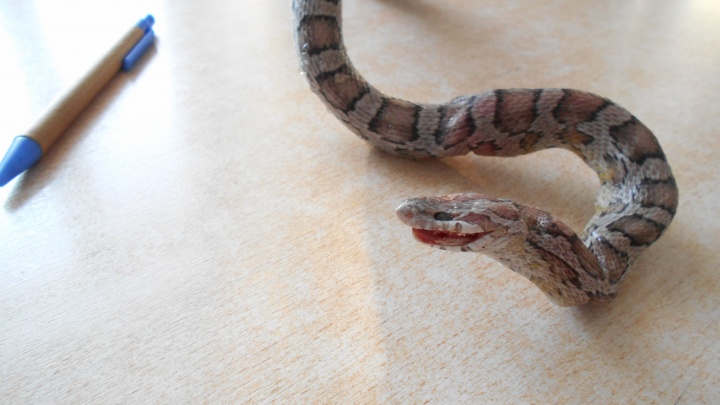 Семья из Заводоуковска нашла в шкафу живую змею. В МЧС предполагают, что это ядовитая гадюка