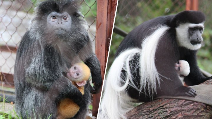 Как апельсинка и снежок: в Пермском зоопарке родились обезьянки необычных цветов