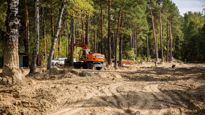 В Новосибирске появилась карта, по которой можно отследить вырубку деревьев