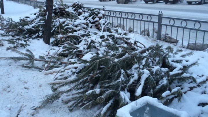 Не пихайте их в мусорные баки: уральцам рассказали, как правильно избавиться от новогодних елок