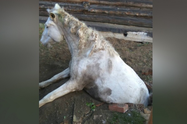Лошадь провалилась в колодец и застряла утром во вторник, 30 октября Лошадь провалилась в колодец и застряла утром во вторник, 30 октября