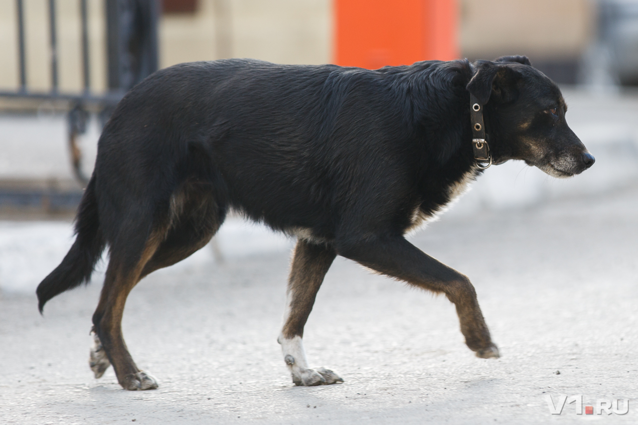 «Каждый год предупреждаем хозяев»: волгоградцы в новогоднюю ночь растеряли домашних собак