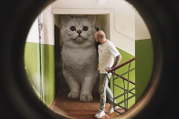 Коты есть на всех публикациях в инстаграме Андрея Коты есть на всех публикациях в инстаграме Андрея