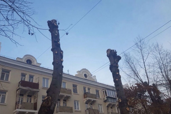 В администрации города пояснили, что такая обрезка деревьев — омолаживающая процедура