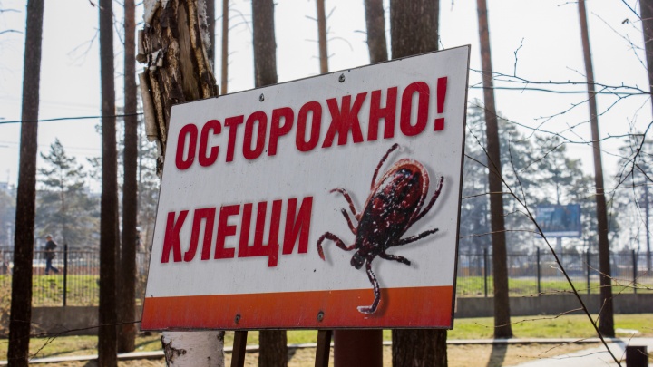 Места знать надо: где в Новосибирске поставить инъекции после укусов клещей