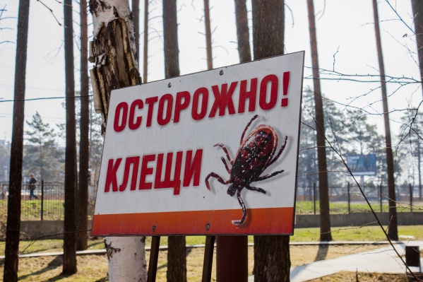 В Новосибирске уже начался сезон активности клещей В Новосибирске уже начался сезон активности клещей