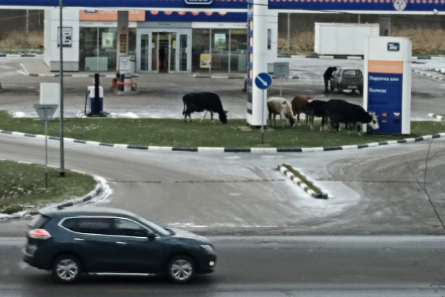 «Молоко на бензине»: в Ярославле коровы пришли пастись на заправку
